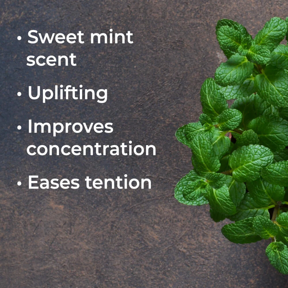 Organic Spearmint eteerinen öljy 10ml - Plant Therapy