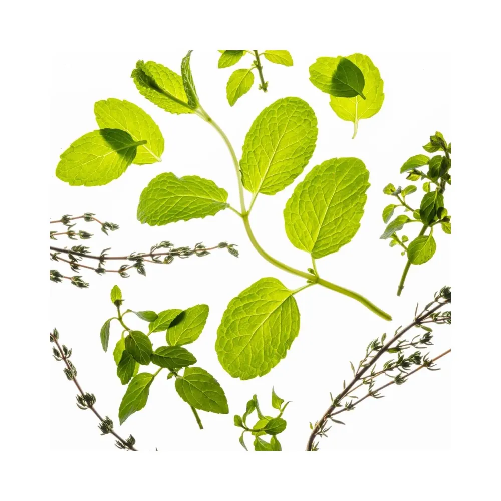 Touchland Power Mist kosteuttava käsienpuhdistusaine - Frosted Mint