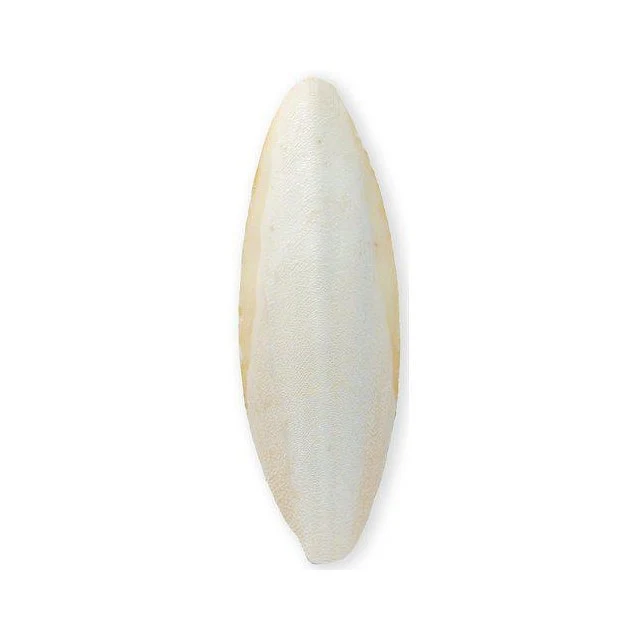 Sepia kuori 15x6 cm - 29 gr